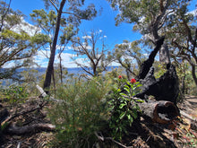 Load image into Gallery viewer, Sunday 12 July | Ruined Castle and Mount Solitary all in a day! | Everyone's hiking bucket list!