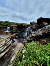 Load image into Gallery viewer, Sunday 7 June | Royal National Park | Whale Watching Walk Wattamolla to Curracurrong (Eagle Rock)🐳 FREE LOCAL TRAIN STATION TRANSFERS