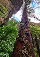 Load image into Gallery viewer, Saturday 1 August | Dry Canyon and Glow Worm Tunnel | Explore two epic locations in Wollemi Gardens of Stone Blue Mountains | 4x4 tour
