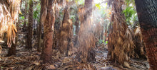 Load image into Gallery viewer, Saturday 29 August | Royal National Park | Coast Track Bite-Size | Otford to Burning Palms Beach Rockpool Adventure