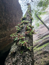 Load image into Gallery viewer, Saturday 19 September - Sunday 20 September | Banking Byangee | Morton National Park | Overnight Guided Adventure