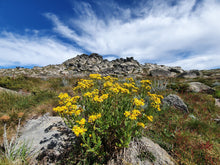 Load image into Gallery viewer, Friday 27 December - Sunday 29 December  | Overnight Kosciuszko Main Range Experience | Peak Bagging Adventure
