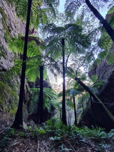 Load image into Gallery viewer, Saturday 3 May - Sunday 4 May 2025 | Banking Byangee | Morton National Park | Overnight Guided Adventure
