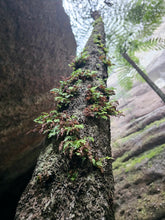 Load image into Gallery viewer, Saturday 3 May - Sunday 4 May 2025 | Banking Byangee | Morton National Park | Overnight Guided Adventure
